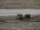 Grizzly Bear Family (Ursus Arctos) Feeds On Moose Carcass