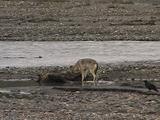 Wolf (Gray Wolf, Canis Lupus) Feeds On Moose Carcass Near River