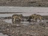 Five Wolves (Gray Wolf, Canis Lupus) Eat Near Water's Edge