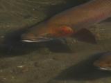 Cutthroat Trout (Oncorhynchus Clarki Bouvieri) Swim By