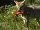 Coyote (Canis Latrans) Catches Three Cutthroat Trout (Oncorhynchus Clarki Bouvieri) 