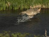 Coyote (Canis Latrans) Chases Trout In Stream