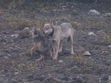 Gray Wolves (Canis Lupus) Walking