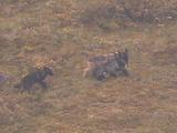 Gray Wolf (Canis Lupus) With Pups Playing