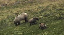 Grizzly Bear Mother And Cubs (Ursus Arctos) Eating Berries And Searching For Remains Of Squirrel