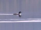 Loon (Gavia Immer) Swims, Feeds, And Dives