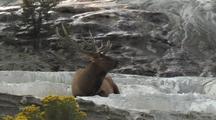 Bull Elk (Cervus Elaphus) Rests In Thermal Area