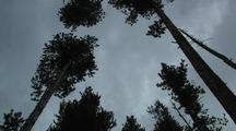 Tree (Lodgepole Pine) Tops Sway In Wind