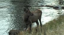 Elk Calf (Cervus Elaphus) Near River