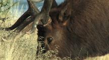 Bull Elk (Cervus Elaphus) Feeds Near River