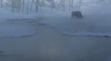 Bison (Bison Bison) Graze In Snow Near Water