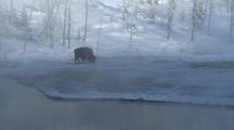 Bison (Bison Bison) Grazes In Snow Near Water