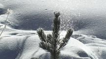 Sparkling Snow Falling On Baby Pine Tree (Lodgepole Pine, Pinus Contorta)
