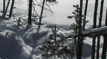 Sparkling Snow Falling On Baby Pine Tree (Lodgepole Pine, Pinus Contorta)