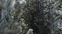 Close Up On Snowy Pines And Sparkling Snow
