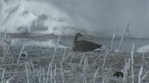 Canada Geese (Branta Canadensis) Rests In Snow Near Steamy River