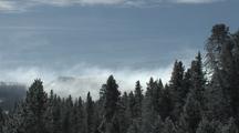 Steam Blows From Behind Snowy Pines