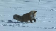 Red Fox (Vulpes Vulpes) Digs And Looks For Prey In Snow