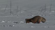 Red Fox (Vulpes Vulpes) Digs For Prey In Snow