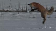 Red Fox (Vulpes Vulpes) Digs In Snow, Pounces, And Kills Prey