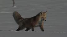 Red Fox (Vulpes Vulpes) Trotts, Stalks, And Pounces In Snow