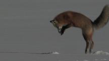 Red Fox (Vulpes Vulpes) Pounces And Digs In The Snow Hunting For Prey