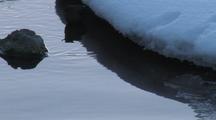 Dipper, Water Ouzel (Cinclus Mexicanus) Feeds In Icy River, Reflection