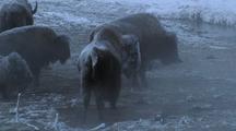 Snow Covered Bison (Bison Bison) Stand Near Steaming Water