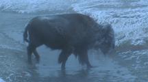 Snow Covered Bison (Bison Bison) Crosses Stream