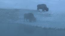 Snow Covered Bison (Bison Bison) Graze Near Steaming Water