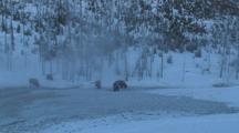 Snow Covered Bison (Bison Bison) Graze Near Steaming Water