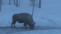 A Snow Covered Bison (Bison Bison) Grazes In Frozen Grass