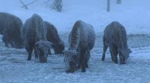 Snow Covered Bison (Bison Bison) Graze In Frozen Grass