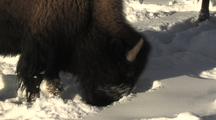Bison (Bison Bison) Grazes In Snow In Sun