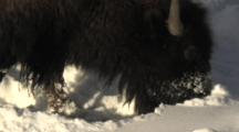 Bison (Bison Bison) Graze In Snow In Sun, Pullback To Herd
