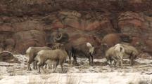 Bighorn Sheep (Ovis Canadensis) Graze And Stand In Patchy Snow