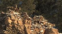 Bighorn Sheep (Ovis Canadensis) Stand On Top Of Cliff In The Sun