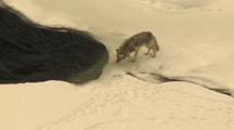 Coyote (Canis Latrans) Eats Snow Near Waters Edge From Above