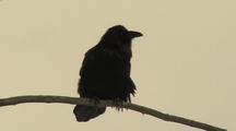 Raven (Common Raven, Corvus Corax) Sits On Branch