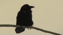 Raven (Common Raven, Corvus Corax) Sits On Branch 