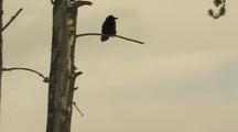 Raven (Common Raven, Corvus Corax) Sits On Branch And Scratches