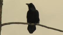 Raven (Common Raven, Corvus Corax) Sits On Branch And Preens
