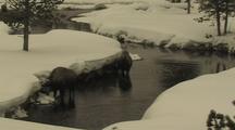 Bison (Bison Bison) Stand In Water And Graze From Under Snow Bank