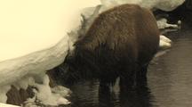 Bison (Bison Bison) Stands In Water And Grazes From Under Snow Bank