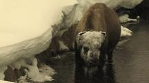 Bison (Bison Bison) Stands In Water And Grazes From Under Snow Bank