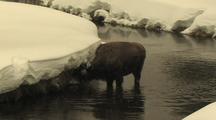 Bison (Bison Bison) Stand In Water And Graze From Under Snow Bank