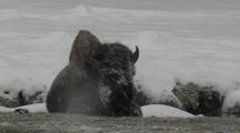 Bison (Bison Bison) Rests In Snow