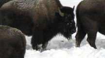 Bison (Bison Bison) Grazes In Snow With Snow Ball On Chin