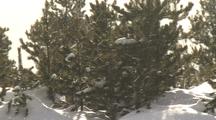 Snow Blows In Front Of Pines
