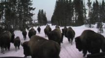 Pov Bison Herd Walks In Front Of Snow Coach